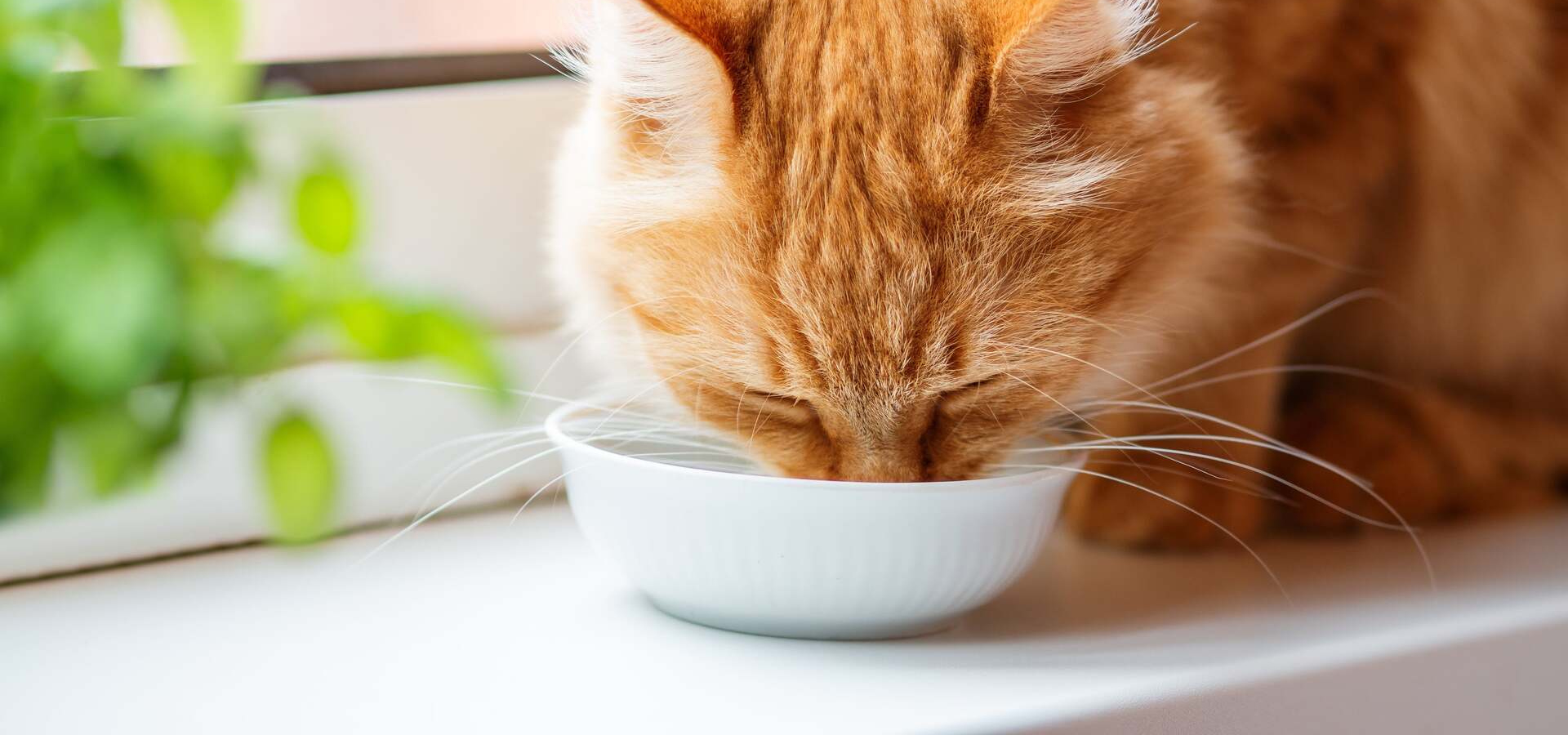 View of How Safe is Tap Water For Pets?