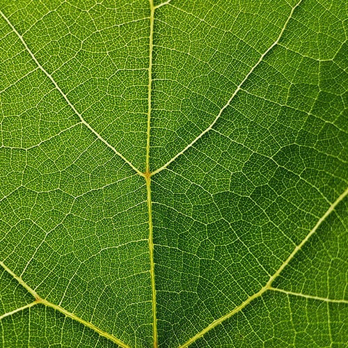 leaf details under a microscope or zoomed in lens